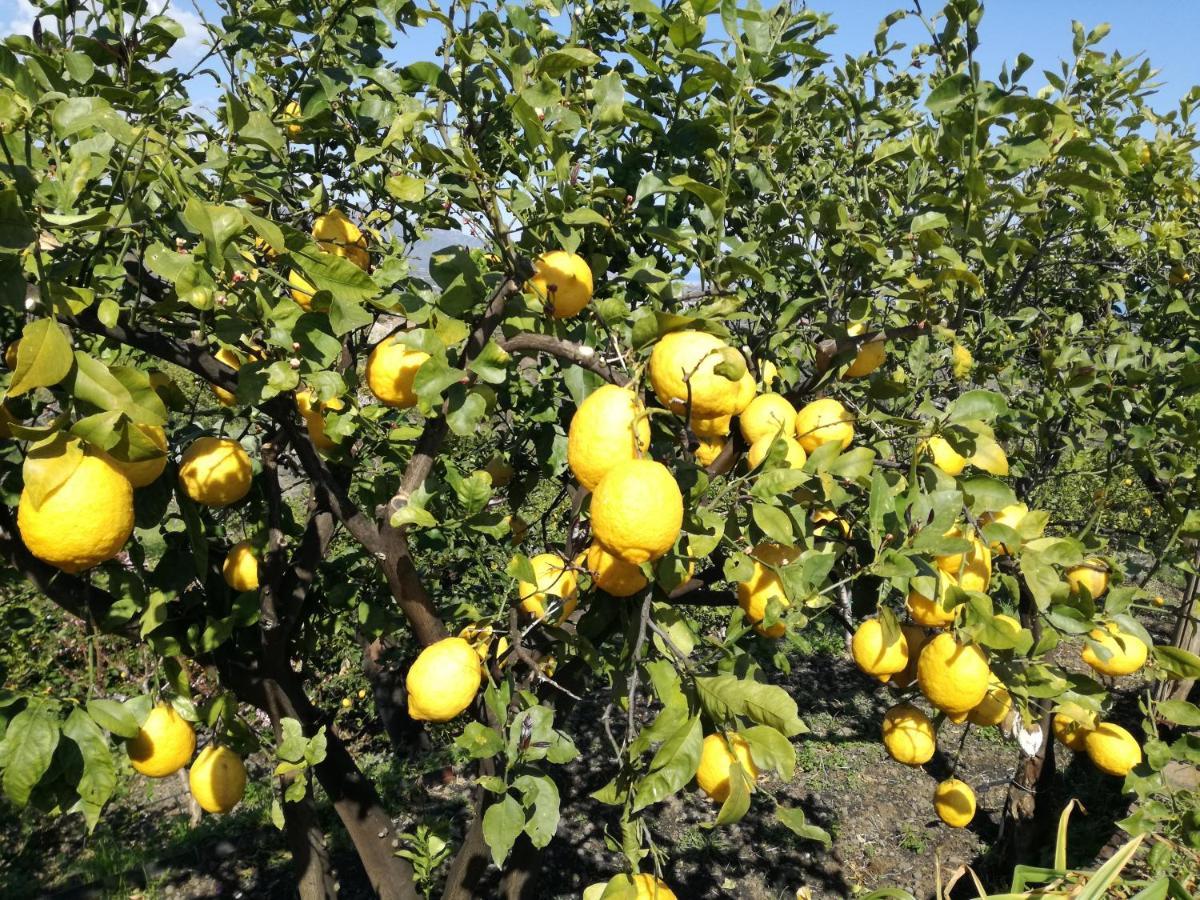 Il Limoneto Di Leo Mascali Exterior foto